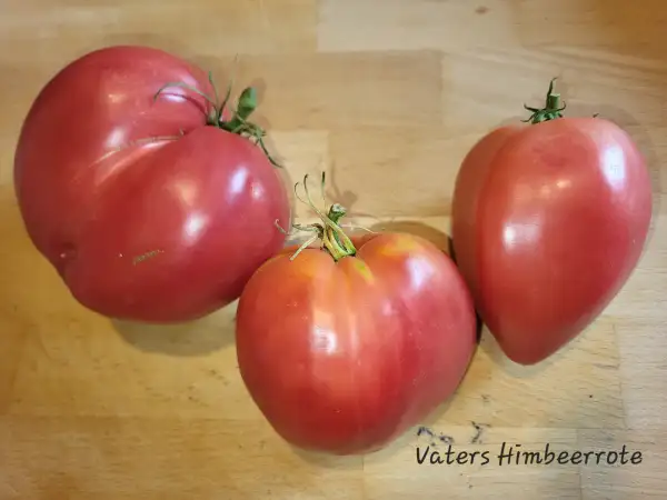 Tomaten: Vaters Himbeerrote