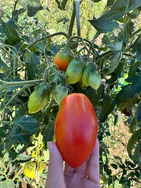 Tomaten: Vaters Himbeerrote