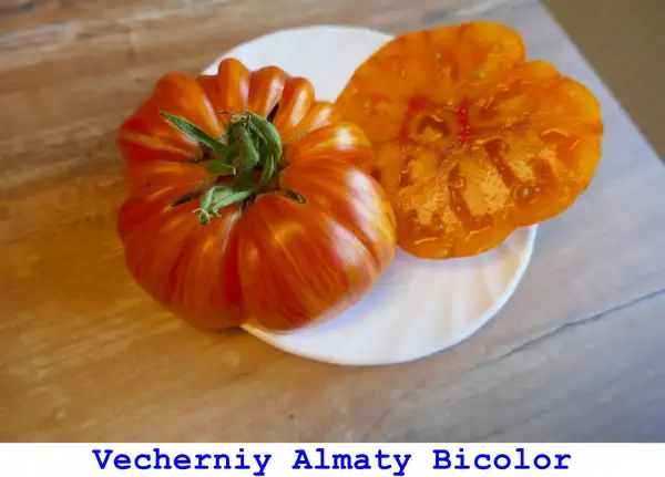 Tomaten: Vecherniy Almaty Bicolor