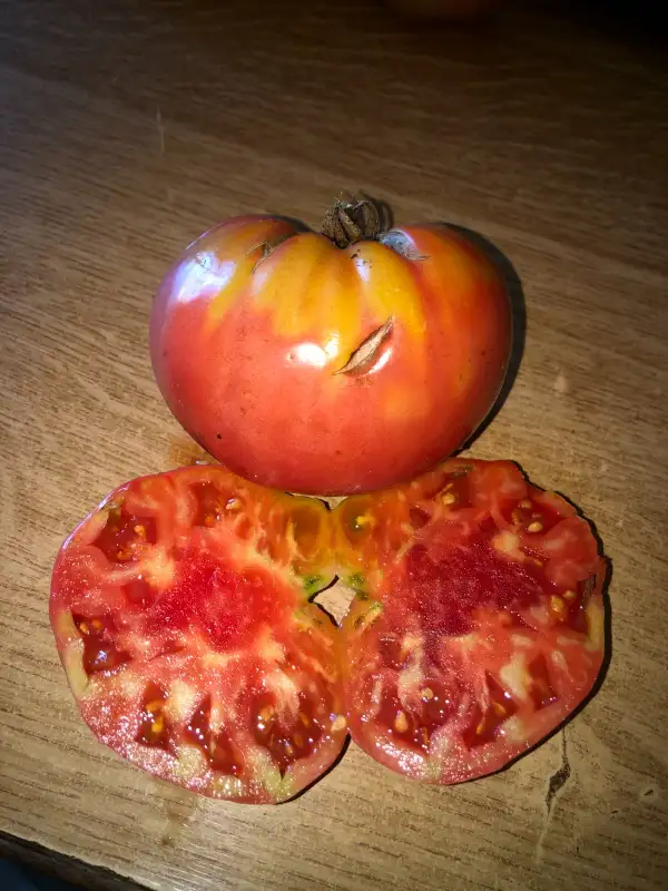 Tomaten: Vechnaya Lubov