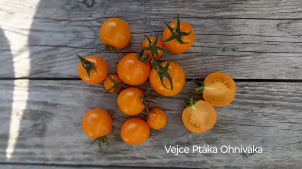 Tomaten: Vejce Ptáka Ohniváka