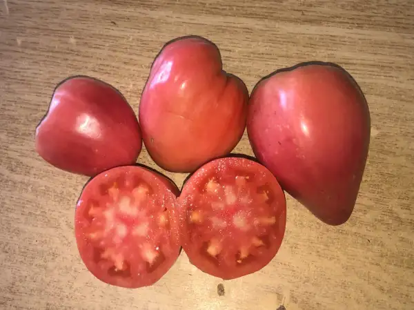 Tomaten: Velmahoza Magnate