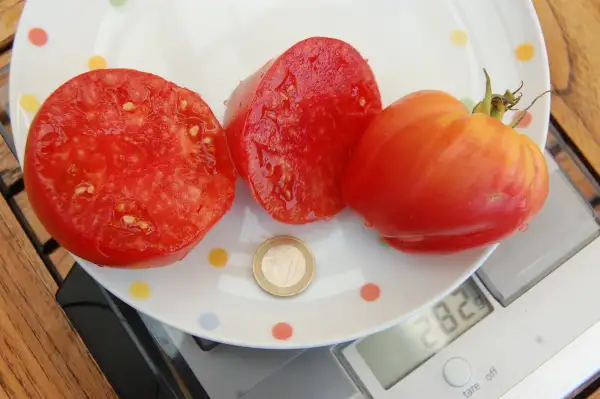 Tomaten: Velmozha (Grandee) – Вельможа, Welmoscha