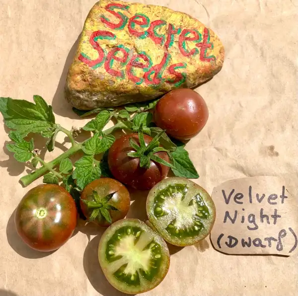 Tomaten: Velvet Night