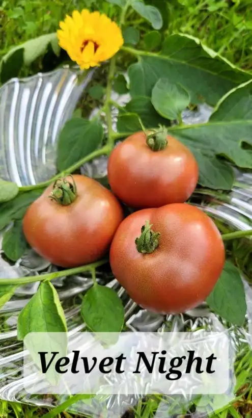 Tomaten: Velvet Night