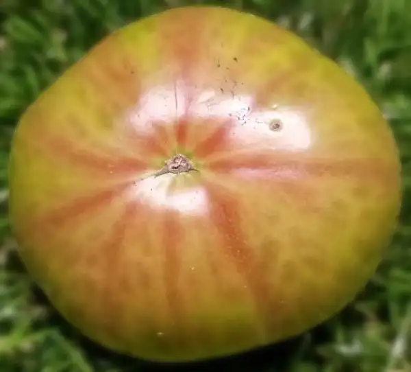 Tomaten: Velvet Podilla