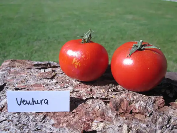 Tomaten: Ventura