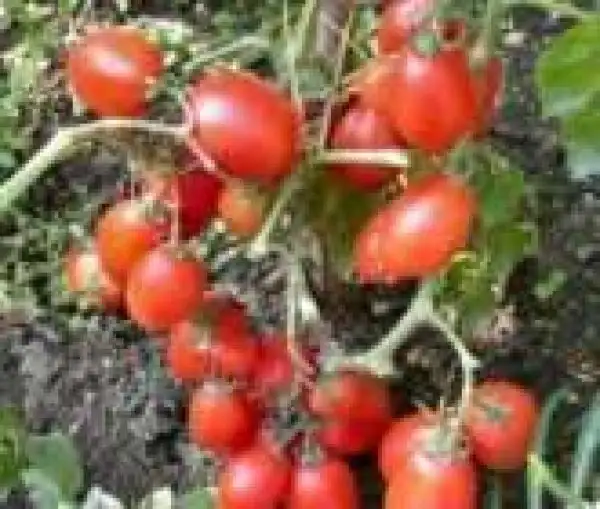 Tomaten: Ventura