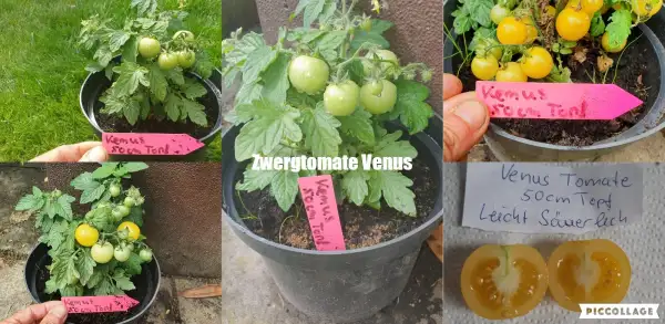 Tomaten: Venus - Zwergtomate