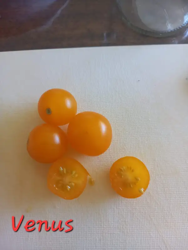 Tomaten: Venus