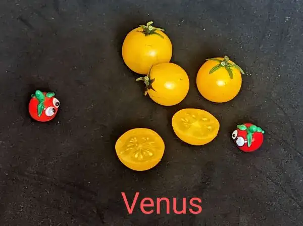 Tomaten: Venus