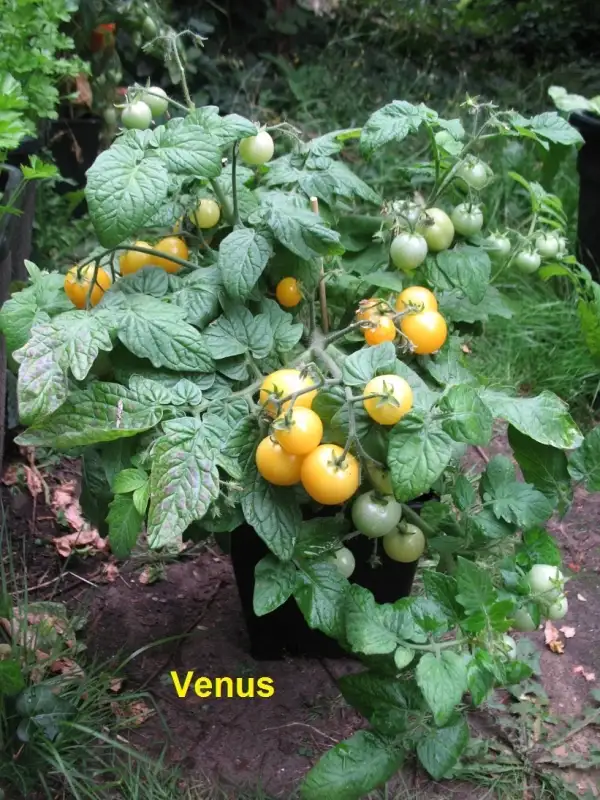 Tomaten: Venus