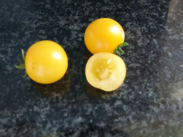 Tomaten: Venus (Dwarf) - Buschtomate