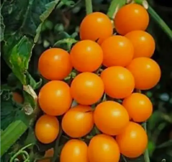 Tomaten: Venus (Micro Dwarf)
