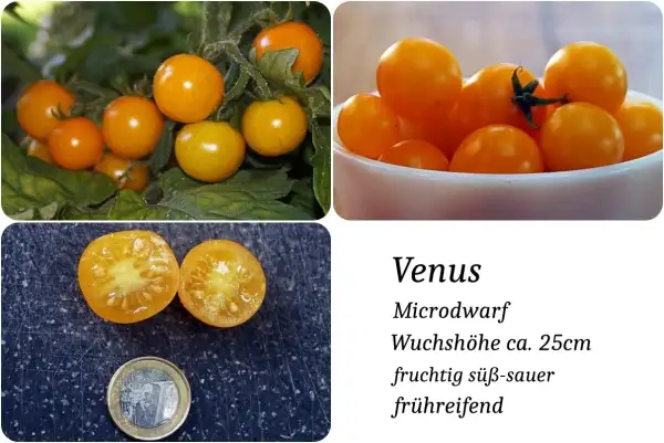 Tomaten: Venus Microdwarf