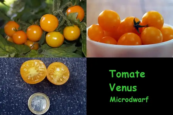 Tomaten: Venus Microdwarf