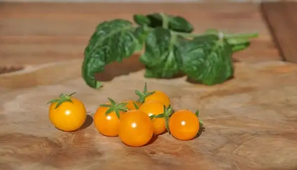 Tomaten: Venus (Zwergbuschtomate)