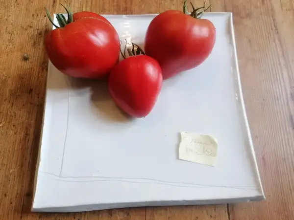 Tomaten: Venusbrüstchen#