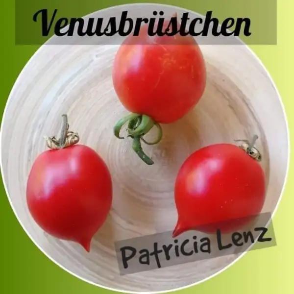 Tomaten: Venusbrüstchen