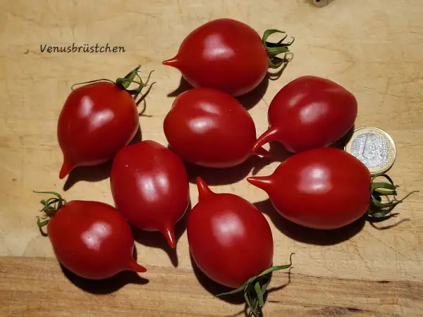 Tomaten: Venusbrüstchen