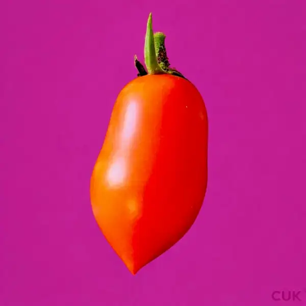 Tomaten: Venusbrüstchen