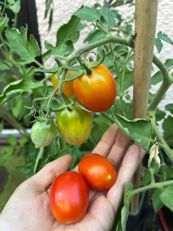 Tomaten: Venusbrüstchen