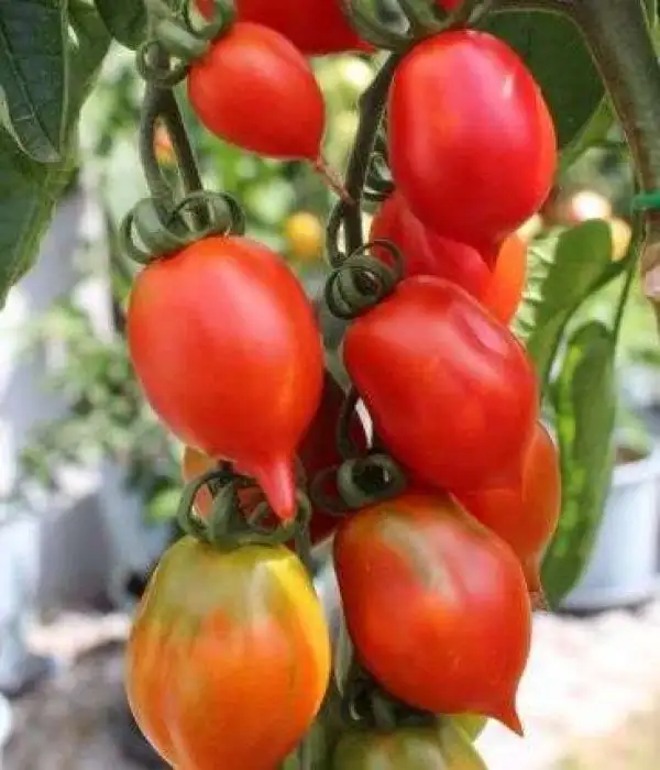 Tomaten: Venusbrüstchen