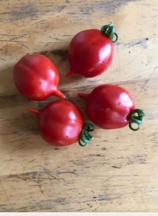 Tomaten: Venusbrüstchen