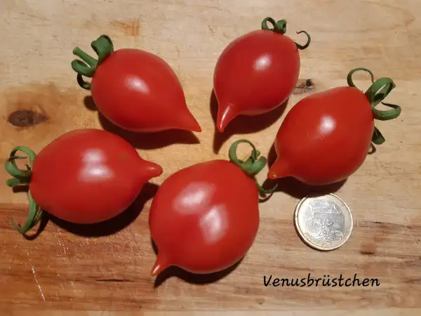 Tomaten: Venusbrüstchen (rot) = Piennolo del Vesuvio