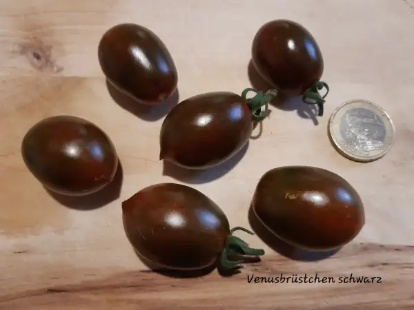 Tomaten: Venusbrüstchen schwarz