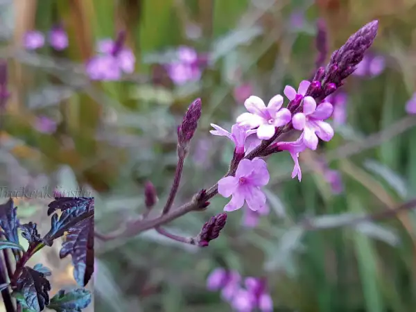 Stauden / Gehölz: Verbena officinalis var. grandiflora ‣ 