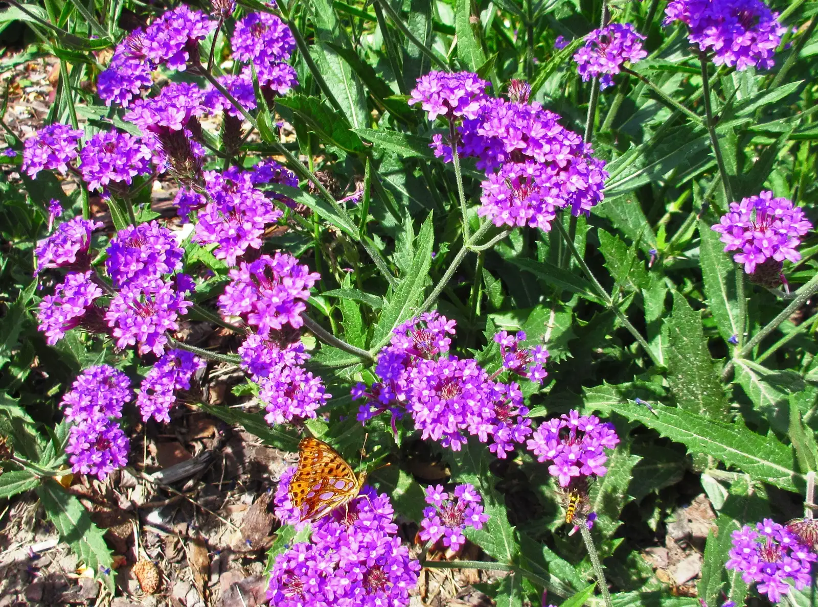 Stauden / Gehölz: Verbena rigida ‣ Steifes Eisenkraut ‣ Slender Vervain