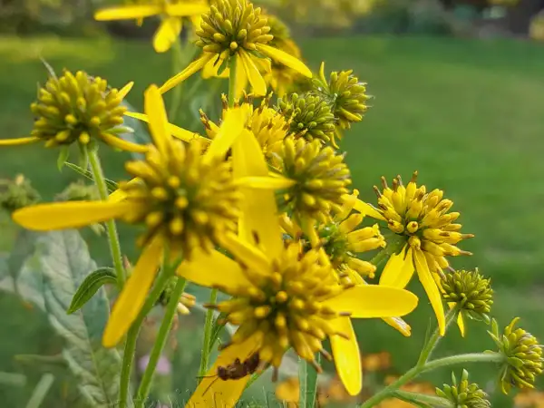 Stauden / Gehölz: Verbesina alternifolia ‣ ‣ Kronbart ‣ ‣ Yellow Iron Weed