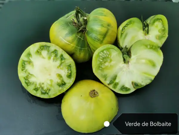 Tomaten: Verde de Bolbaite
