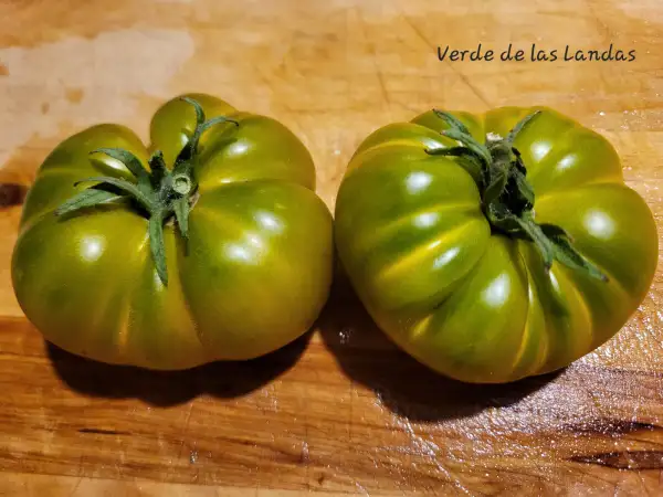 Tomaten: Verde de las Landas