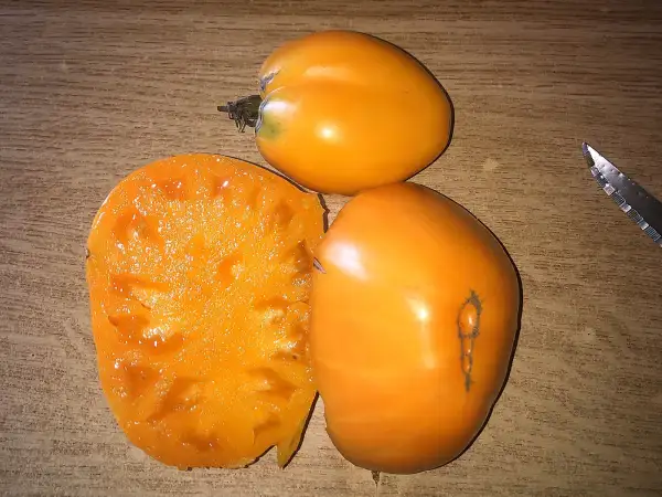 Tomaten: Verna Orange