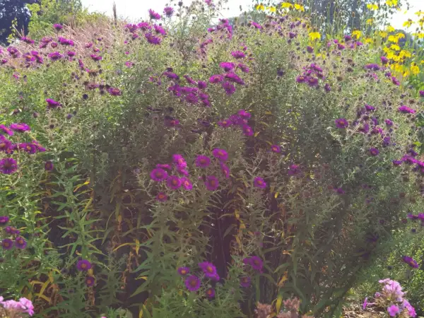 Stauden / Gehölz: Vernonia Baldwini - western ironwood