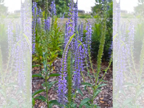 Stauden / Gehölz: Veronica longifolia 
