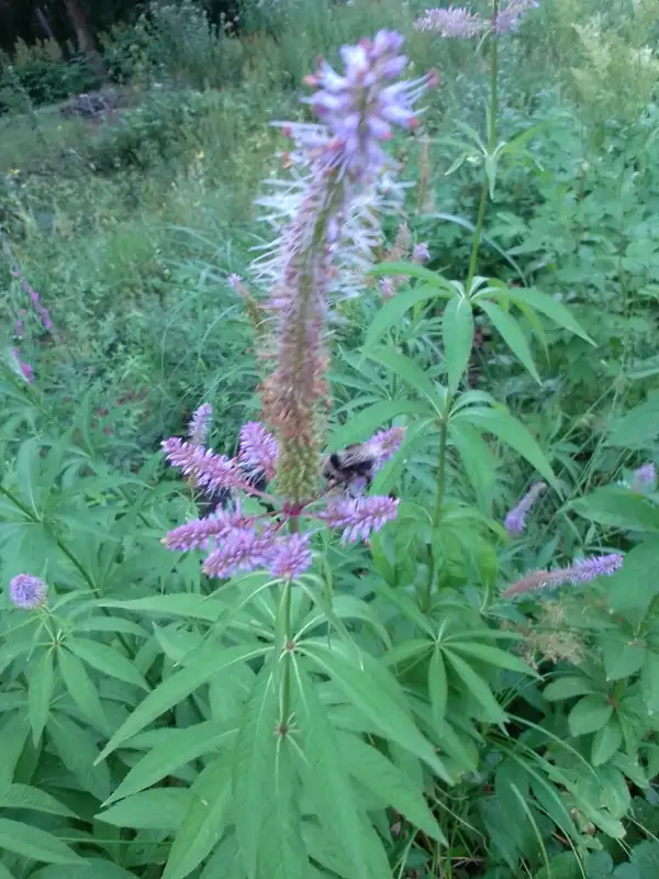 Blumen: Veronicastrum