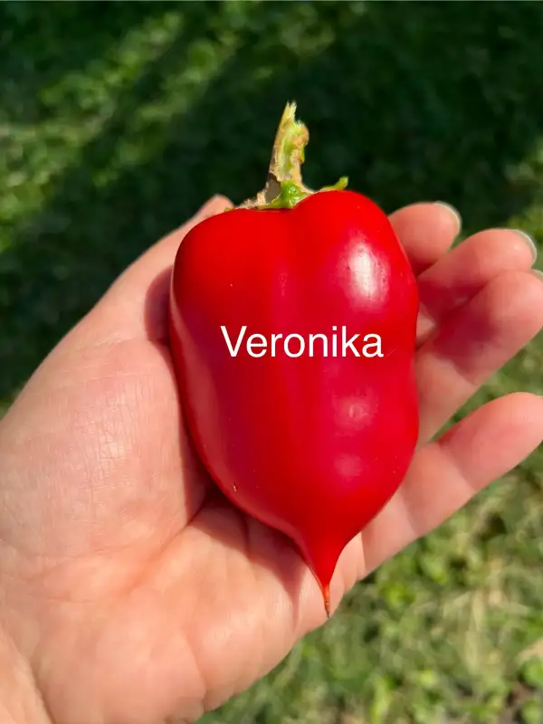 Chili / Paprika: Veronika