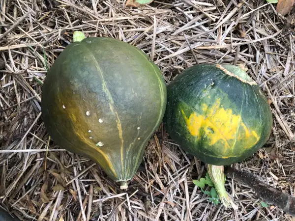 Kürbisse: Vert d