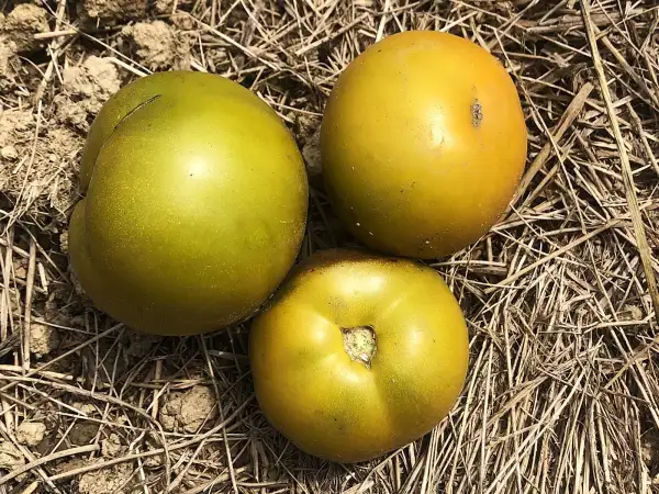 Tomaten: Verte de Chaux