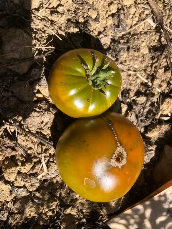 Tomaten: Verte de Huy