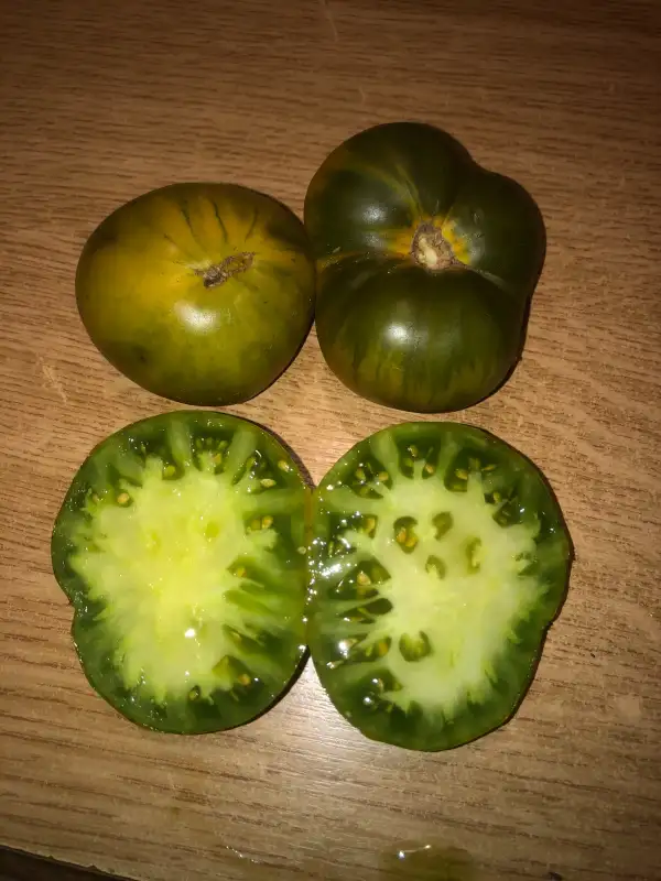 Tomaten: Verte Polonaise