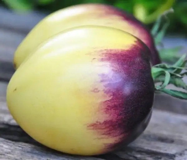 Tomaten: Very sweet blues