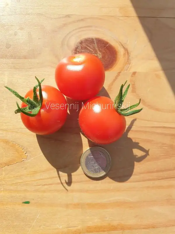 Tomaten: Vesennij Michurinksij