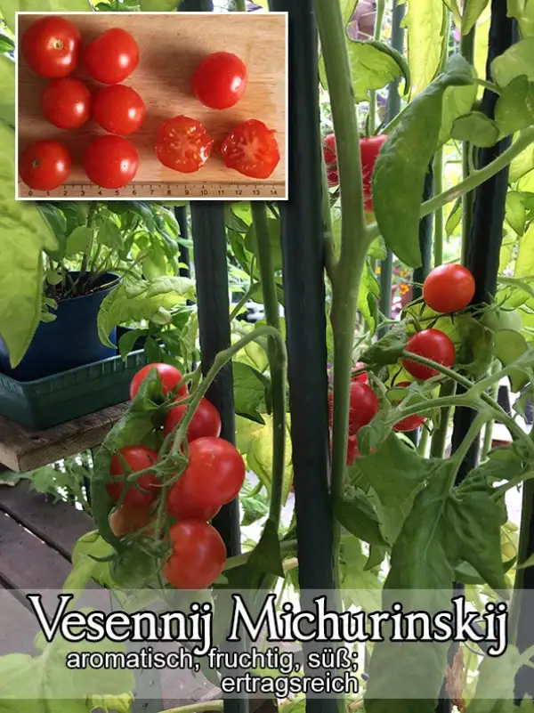 Tomaten: Vesennij Michurinskij