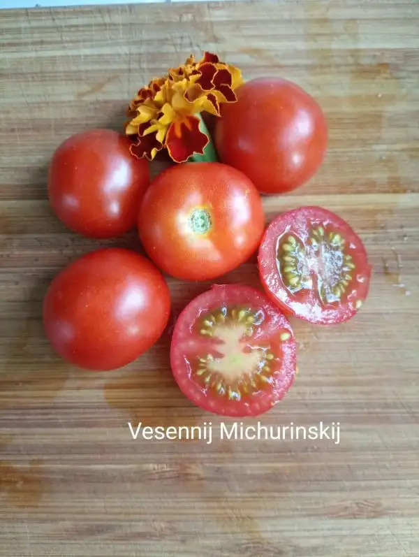 Tomaten: Vesennij Michurinskij