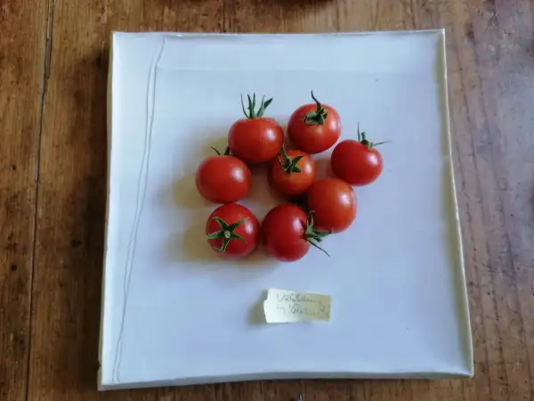 Tomaten: Vesennij Michurinskij