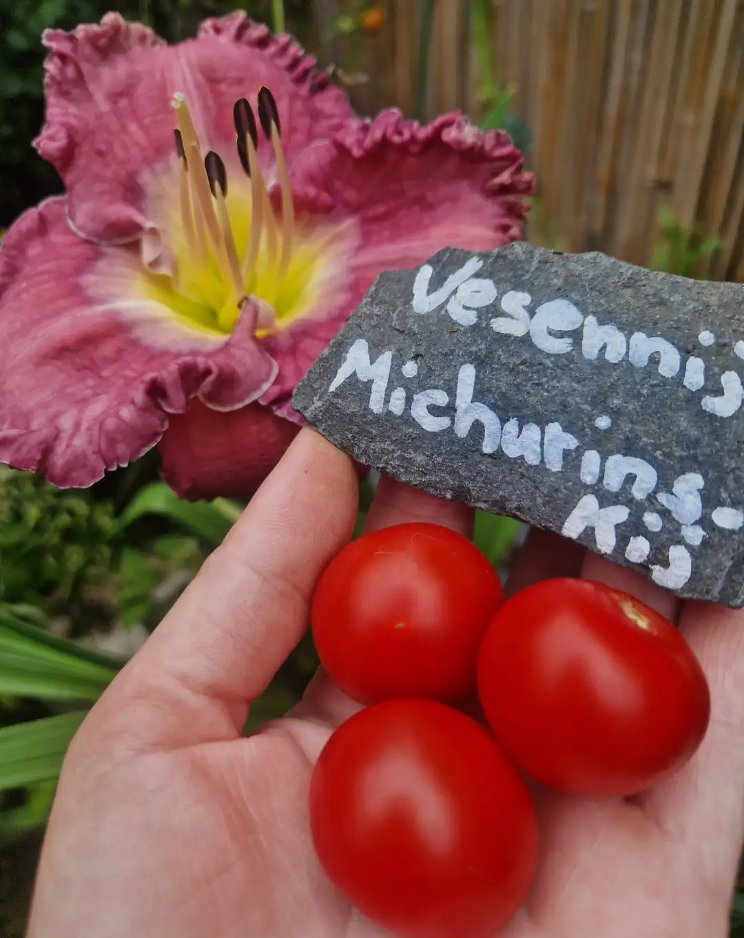 Tomaten: Vesennij Michurinskij